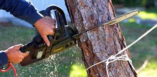 Best Emergency Tree Removal  in Paradise, CA